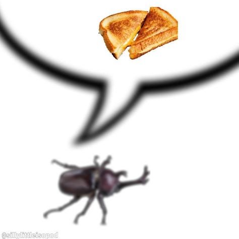 Bug Profile Pictures, Bugcore Aesthetic, Cool Bug Facts, Bug Pfp, Bugs In Love, Bugs Aesthetic, Aesthetic Bug, Bug Pinning, Beetle Aesthetic