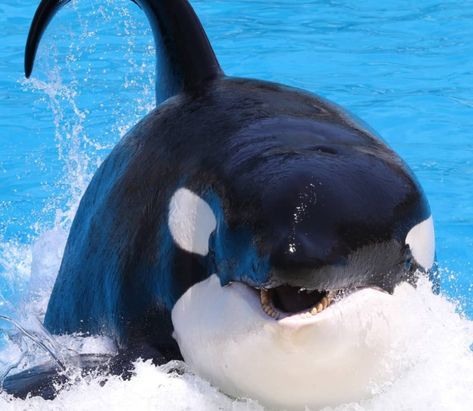 Tilikum Orca, Orcinus Orca, Free Willy, Seaworld San Diego, Sea Mammal, Bottlenose Dolphin, Cute Whales, Water Animals, Orca Whales