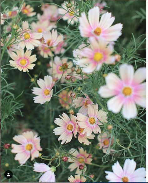 Cosmos Apricot Lemonade, Apricot Lemonade Cosmos, Apricot Cosmos, Cosmos Lemonade, Cosmos Flowers Garden, Rise Garden, Pastel Car, Hallway Mural, Downstairs Hallway