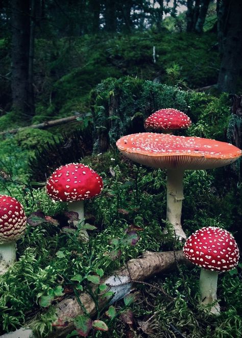 Nature Aesthetic Green, Fly Amanita, Amanita Muscaria, Aesthetic Core, Fly Agaric, Red Mushroom, Fairy Aesthetic, Collage Kit, Collage