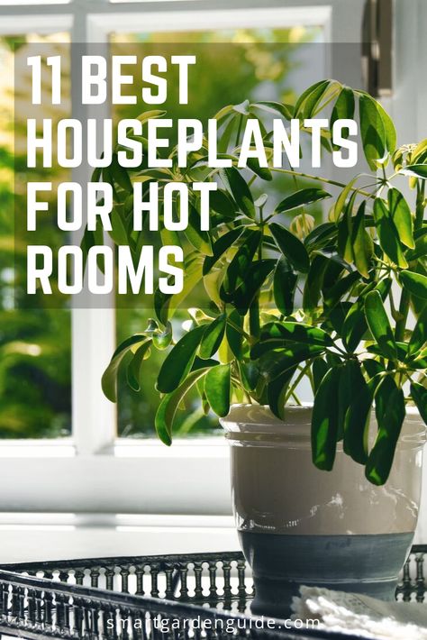 Choosing houseplants for hot rooms can be tricky. Here are 11 indoor plants that love the heat and will do well in direct sunlight. Heat Absorbing Plants, High Light Indoor Plants, Best Plants For Sunroom, Bright Direct Light House Plants, Indoor Plants That Like Direct Sunlight, House Plants That Like Direct Sunlight, Sun Loving Indoor Plants, Low Sunlight Indoor Plants, Plants For Direct Sunlight Indoor