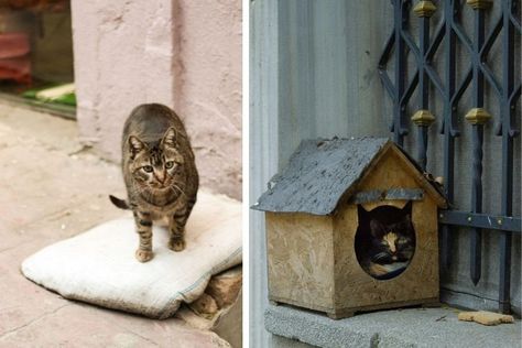 Good guy built a tiny house for one stray cat in his backyard. It quickly became a kitty village. Womens Worth, Kids Pop, Building A Tiny House, Rescue Animals, Rage Against The Machine, Stray Cat, Funny Dog Videos, Cat Stuff, Good Deeds