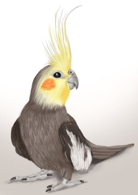 Learn How to Draw a Cockatiel (Birds) Step by Step : Drawing Tutorials Drawing Cockatiel, Cockatoo Drawing, Cockatiel Drawing, Cockatiel Art, Burung Kakatua, Cockatiel Bird, Parrot Drawing, Parrots Art, Learn Drawing