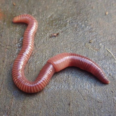 https://www.oregonmetro.gov/tools-living/yard-and-garden/composting/worm-bin-trouble-shooting Jane Prentiss, Worm Drawing, Spooky Creatures, Bug Board, Worm Farming, Tiger Artwork, Plant Study, Bing Bong, Worm Farm