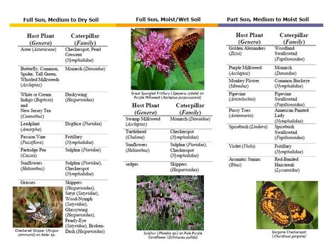 Central Missouri Native Host Plants for Butterflies - Songbird Station Plants For Butterflies, Kids Magazine, Swamp Milkweed, Bees And Butterflies, American Paint, Native Flowers, Pollinator Garden, Magazines For Kids, Food Source