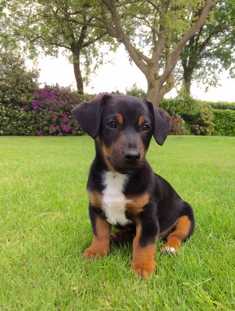 Black and Tan Jack Russell named BRAM Black And Tan Beagle, Black And Tan Jack Russell, Jack Russell Black And Tan, Black Jack Russell Terrier, Black And Tan Terrier, Jack Terrier, Jack Russell Terriers, Jack Russell Puppies, Black Puppy