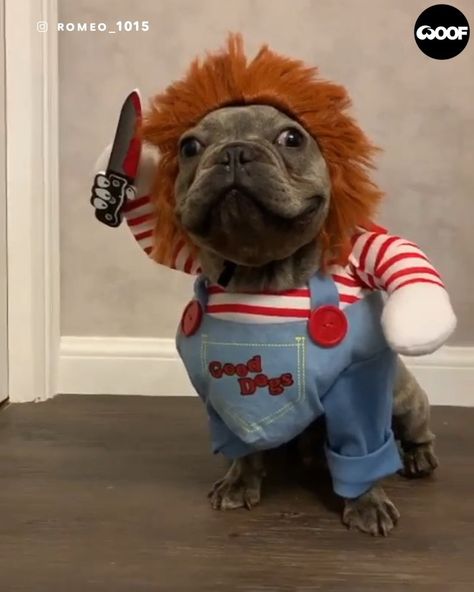 WOOF WOOF® on Instagram: “Chucky's gonna get ya... 😂👏🏼 (@romeo_1015)” Animal Halloween Costumes, Funny Parrots, Cute Puppy Videos, Dog Halloween Costumes, French Bulldog Puppies, Puppies Funny, Dog Costumes, Dog Costume, Pet Costumes