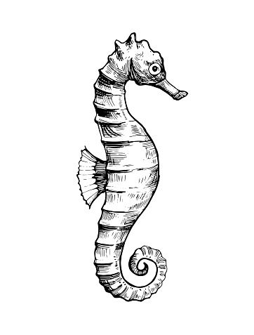 Sea Fish Tattoo, Ocean Fish Drawing, Ocean Animals Tattoo, Seahorse Ocean Tattoo, Sea Horse Tattoo Simple, Ocean Fish Tattoo, Seahorse Drawing Tattoo, Ocean Animal Tattoos, Seahorse Line Art