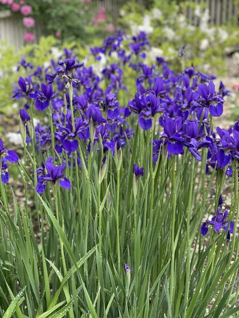 Louisiana Flowers, Iris Flowers Garden, Growing Irises, Louisiana Iris, Iris Reticulata, Dutch Iris, P Allen Smith, Japanese Iris, Inner Landscape