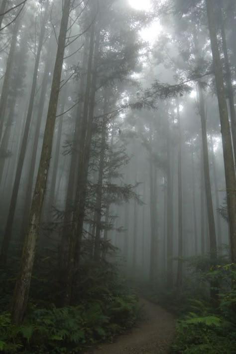 Dark Naturalism, Dark Forest Aesthetic, Foggy Weather, Dark Landscape, Dark Green Aesthetic, Foggy Forest, Dark Nature Aesthetic, Dark Paradise, Misty Forest