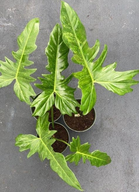 Philodendron Golden Dragon Care, Variegated, Prices and Where to Buy - Homes Pursuit Philodendron Green Dragon, Philodendron Golden Dragon, Philodendron Luxurians, Spilled Flower Pot Ideas, Spilled Flower Pot, Patio Herb Garden, Flower Pot Ideas, Rare Philodendron, Variegated Philodendron