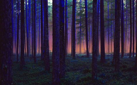 Twilight Forest Wallpaper, Twilight Domain Cleric, Cleric Aesthetic, Twilight Cleric, Forest Wallpaper Iphone, Twilight Forest, Rainbow Backdrop, Macbook Air Wallpaper, Dark Tree