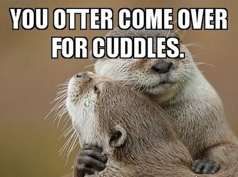 Otter Meme, Otter Facts, Otter Puns, Otters Funny, Otter Birthday, Otter Drawing, Otter Tattoo, Baby Sea Otters, Otters Holding Hands