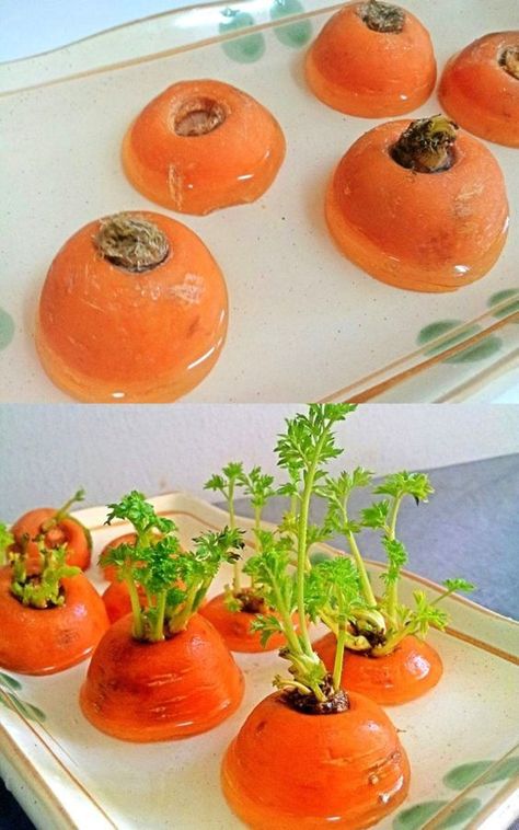 Grow Foods, Regrow Green Onions, Best Veggies, Sustainable Ideas, Regrow Vegetables, Best Vegetables, Growing Carrots, Vegetable Scraps, Backyard Gardens