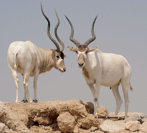 Addax  (Addax nasomaculatus) Addax Antelope, Horned Animals, African Antelope, Moose Deer, Amazing Animal Pictures, Summer Coats, Large Numbers, Animals Friendship, Sahara Desert