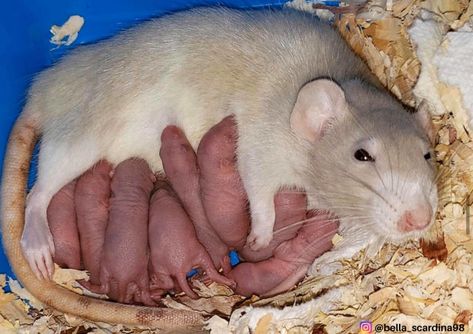 Baby Rats, Pet Rat, A Rat, Pet Rats, Weird Animals, Pet Safe, Your Pet, Rats, World's Best