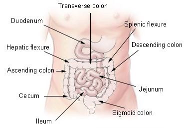 How to get rid of trapped gas (wind) pain in the stomach? | eHealthStar Gallbladder Attack, Insoluble Fiber, Getting Rid Of Gas, Stomach Gas, Trapped Gas, Gastric Problem, Referred Pain, Relieve Gas, Creating A Newsletter