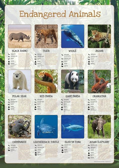 Endangered Animals Poster, Endangered Animals Activities, Endangered Animals Project, Animals Poster, Information Poster, List Of Animals, Animal Science, Asian Elephant, Facts For Kids