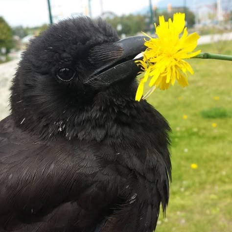 Crow Pfp, Cute Crow, Crow Pictures, Crows Ravens, Pretty Animals, Silly Animals, Cute Creatures, Crows, Cute Little Animals