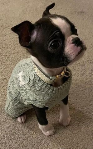 Boston Terrier Puppy Aesthetic, Cute Boston Terrier Puppies, Grey Boston Terrier, Tea Cup Puppies, Cute Boston Terrier, Baby Boston Terriers, Big Dogs Breeds, Biggest Dog In The World, Tiny Puppy