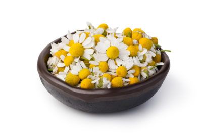 Harvesting Chamomile Plants: When To Pick Chamomile Flowers Chamomile is useful for so many ailments and is easy to grow too, but how do you know when to pick chamomile? Not only do you need to know when to harvest chamomile, but how to harvest chamomile. Click this article to find out about picking chamomile plants. Harvesting Chamomile, Lawn Replacement, Patio Herb Garden, Chamomile Plant, Flower Desserts, Harvesting Herbs, Border Plants, Herb Tea, Pansies Flowers