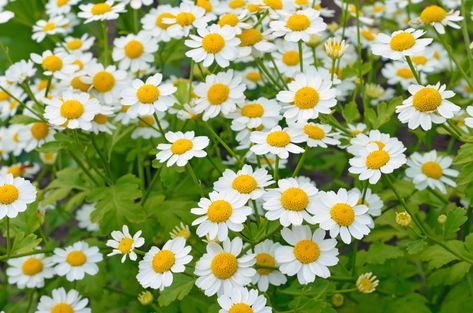 Wild Lettuce, Poisonous Plants, California Poppy, Garden Kits, Organic Seeds, Herb Seeds, Companion Planting, Medicinal Herbs, Drought Tolerant