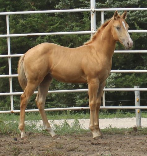 Quarter Horse Foal, Florida Horse Conch, Chocolate Palomino Quarter Horse, Quarter Horse Mare, Mare And Twin Foals, Palomino Quarter Horse Mare, American Quarter Horse, Painted Pony, Horse World