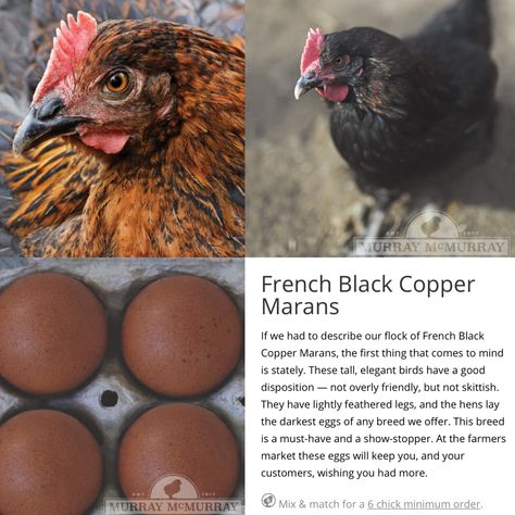 French Copper Maran, French Blue Copper Maran Chicken, French Black Copper Maran Chicken, Maran Chicken Breeds, Marans Chicken, Copper Maran, Maran Chickens, Black Copper Marans, Backyard Coop