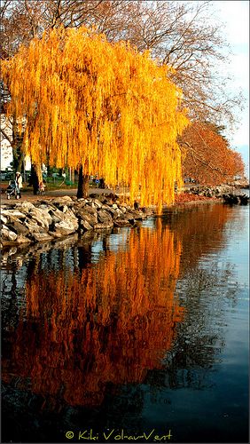 This willow (and many more) sweep the surface of the Lake Leman in Lutry (Lavaux, Vaud) in Switzerland.. Vol-au-Vent Willow Trees, Weeping Willow Tree, Weeping Willow, Nature Water, Tree Photography, Autumn Scenery, Autumn Beauty, Willow Tree, Beautiful Tree