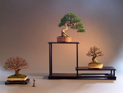 How to Use a Stand to Display Your Shohin Bonsai | Bonsai Tree Gardener Bonsai Logo, Bonsai Stand, Bonsai Indoor, Bonsai Display, Bonsai Mame, Tang Yuan, Bonsai Tools, Metal Ideas, Chinese Decor