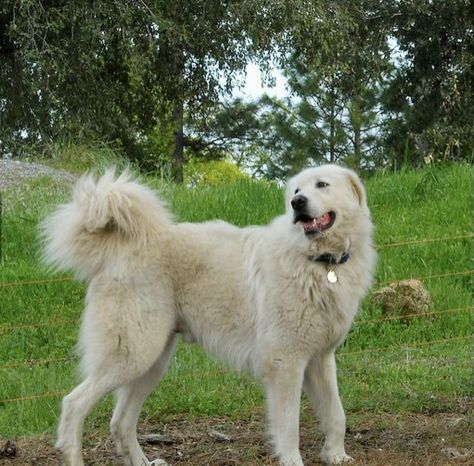 Aspin Dogs, Akbash Dog, Bergamasco Sheepdog, American Eskie Dog, American Akita, Every Dog Breed, All Breeds Of Dogs, Ovcharka Caucasian Mountain Dog, Types Of Dogs