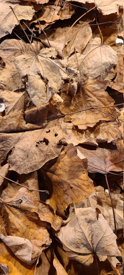 1 Gallon Maple Leaves Heat Sterilized And Ready For Isopod Litter. Leaf Litter, Hidden Spaces, Oak Leaves, Maple Leaves, Oak Leaf, Pesticides, Maple Leaf, Magnolia, Heat