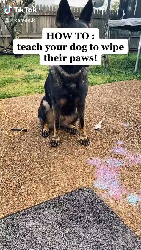 Teach your dog to wipe their paw dogtraining Cool Dog Tricks, Lou Dog, German Shepherd Puppies Training, Dog Tricks, Bad Behavior, Dog Hacks, Puppy Stuff, Puppy Care, Dog Training Obedience