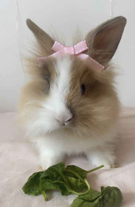 Coquette Bunny, Lionhead Bunny, Tiktok Fashion, Baby Bunnies, Cute Animals, Animals