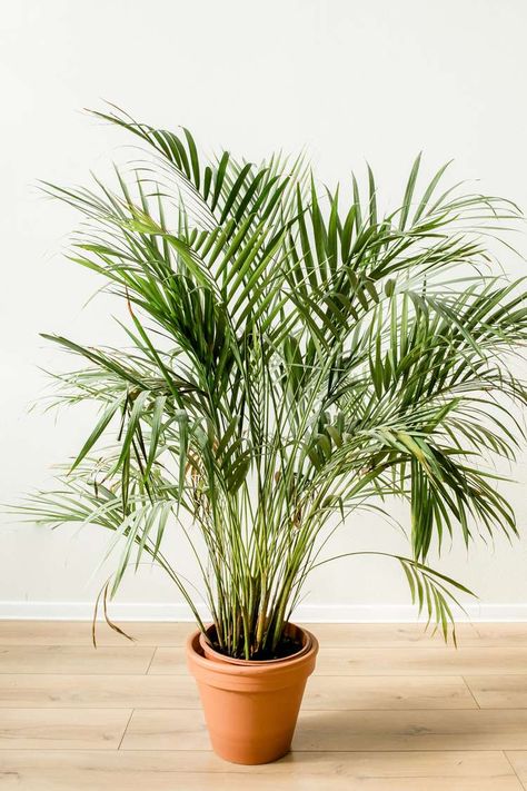 How to Grow and Care For Indoor Palm Trees Bamboo Palm Indoor, Palm Plant Indoor, Areca Palm Indoor, Indoor Palm Plants, Palm Plant Care, Indoor Plants Names, Palm Tree Care, Palm House Plants, Indoor Palm