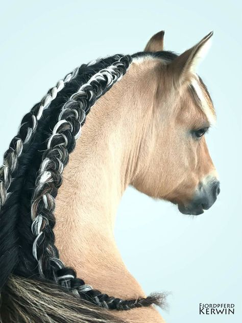 Horse Hairstyles, Horse Braids, Horse Mane Braids, Horse Hair Braiding, Horse Braiding, Fjord Horse, Horse Mane, Horse Dressage, Horse Grooming