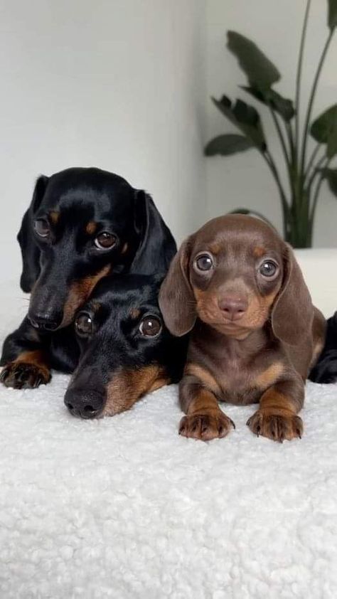 Cute Dachshund Puppy |Cute Dachshund Puppies|Sausage dog puppies|Dachshund Puppies|Doxie dog Puppies|Dachshund puppy|Dachshund Dog Puppies|Doxie Puppies|Weiner Dog puppies|Wiener Dog puppies|Miniature Dachshund puppies|Weenie Dog puppies|Wiener Dog puppies|Hot Dog puppies|Weenie Dog puppies|Dachshund Mini Weiner Dog, Doxie Puppies, Dachshund Puppy Miniature, Miniature Dachshunds, Wiener Dogs, Weenie Dogs, Miniature Dachshund, Mini Dachshund, Dachshund Puppies