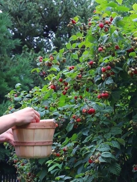 Berry Picking, Foto Art, Alam Semula Jadi, Dream Garden, Country Living, Farm Life, Country Life, Summer Aesthetic, Secret Garden