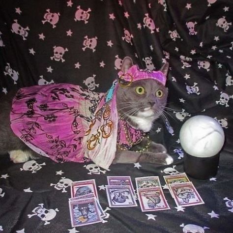 Tarot Significado, Witch Cat, Costume Contest, My Mom, Cat Memes, Tarot Cards, Funny Images, Animals And Pets, Funny Pictures