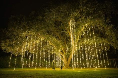 Lavender Cocktail, Solar String Lights Outdoor, Lavender Lemonade, Christmas Light Displays, Old Oak Tree, Organic Wine, September 1st, Weeping Willow, Solar String Lights