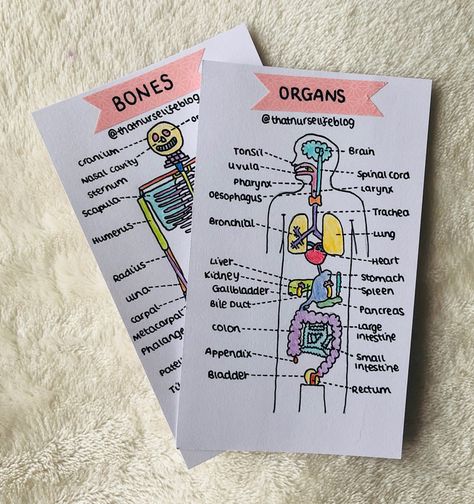 That Nurse Life - Blog Anatomy Flashcards, Basic Anatomy, Medicine Notes, Picu Nurse, Nurse Study Notes, Medical Student Motivation, Med School Motivation, Medical Student Study, Study Flashcards