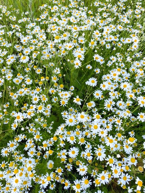 Camomile Plant, Chamomile Garden, Camomile Flower, Chamomile Growing, Shakespeare Garden, Daisy Fields, Dandelion Wallpaper, Preschool Garden, September Challenge