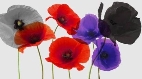 Remembrance Day Images, Anzac Poppy, What Colors Represent, Knitted Poppies, Growing Poppies, Poppy Craft, Remembrance Day Poppy, Remembrance Poppy, Horse Memorial