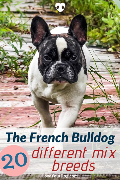 Frenchton Full Grown, French Bulldog Mixed Breed, Frenchton Dog, White French Bulldog Puppies, French Bulldog Mix, Danger Noodles, Designer Dogs Breeds, Hypoallergenic Dog Breed, White French Bulldogs