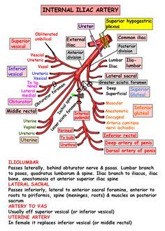 Instant Anatomy - Abdomen - Vessels - Arteries - Internal iliac & branches Arteries And Veins Anatomy, Veins Vs Arteries, Veins Arteries And Capillaries, Abdominal Arteries Anatomy, Arteries Anatomy, Abdominal Aorta, Vascular Surgery, Medicine Studies, Diagnostic Medical Sonography