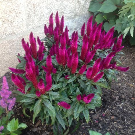 Plant database entry for Celosia (Celosia argentea Intenz™ Dark Purple) with one image and 33 data details. Celosia Argentea, Celosia Flower, Patio Flowers, 5 Image, One Image, Summer Garden, Dark Purple, House Plants, Wedding Flowers