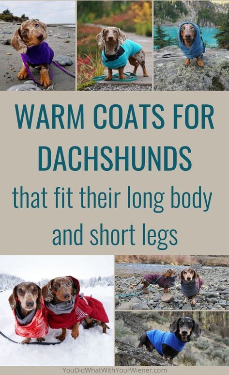 I take my miniature Dachshunds out for walks and hikes in all weather conditions. Winter can be uncomfortable if they don't stay warm enough. We've put many dog coats to the trail test and these are the ones that fit my Dachshund's long body. Dachshund Coat Pattern Free, Dachshund Dog Clothes Sewing Patterns, Dachshund Clothes Pattern, Mini Dachshund Clothes, Dachshund Clothing, Dachshund Dog Sweaters, Dachshund Coat, Dog Jacket Patterns, Dachshund Facts