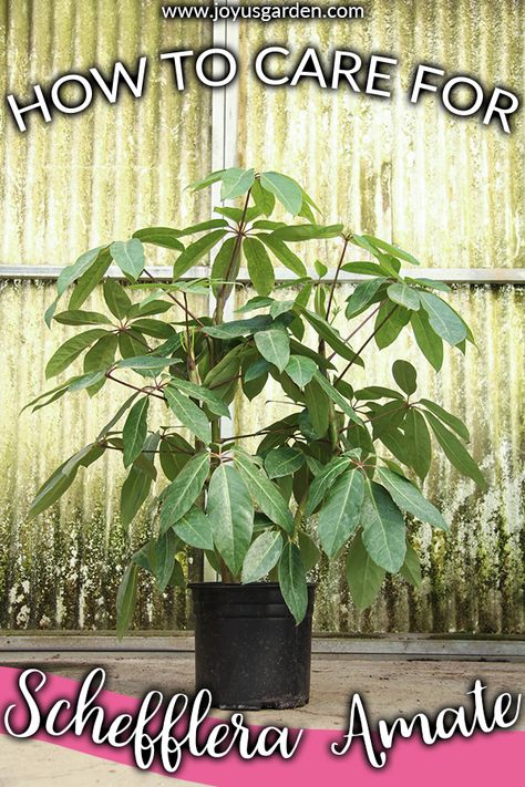 How To Care For The Glorious Schefflera Amate. Want to add a tropical vibe to your home? This gorgeous plant with the foliage which screams "look at me" will do it. Here you'll find Schefflera Amate care & growing tips plus things good to know. joyusgarden.com #houseplants #gardening #gardeningtips #tropicalhouseplants #houseplantcare #indoorplants Schefflera Amate, Umbrella Plant, Umbrella Tree, Tropical House Plants, Plant Care Houseplant, Gardening 101, Growing Tips, Interior Plants, Tree Care