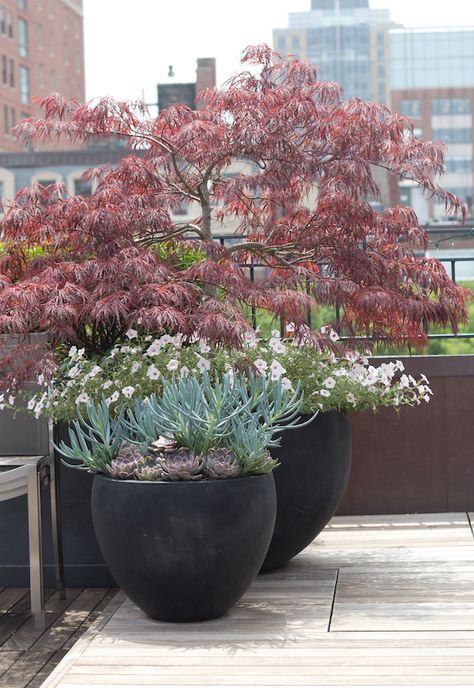 Japanese maple container planting Japanese Maple Potted, Japanese Maple Tree In Container Pots, Japanese Maple Container Garden, Japanese Maple Container, Japanese Maple In Container Pots, Japanese Maples In Pots, Japanese Maple Garden Ideas, Potted Japanese Maple Tree, Japanese Maple In Pot