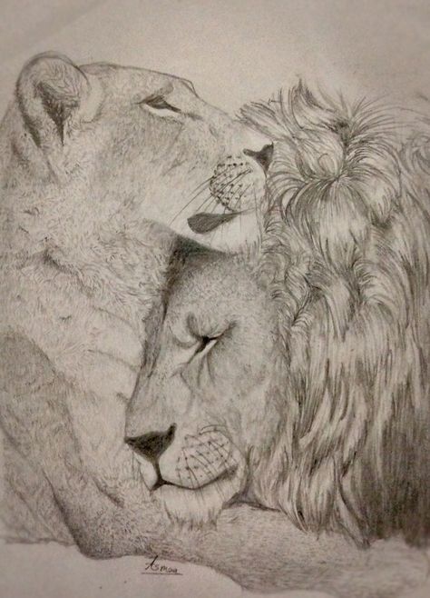 Lioness Sketch Drawings, Lion And Lioness Drawing, Lion Sketch Pencil, Lion Line Drawing, Realistic Lion Drawing, Lion And Lioness Tattoo, Lion Sketch, Lioness Tattoo, Twin Flame Art